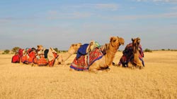 About Rajasthan